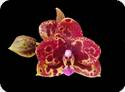 Phal. Allura Fireball